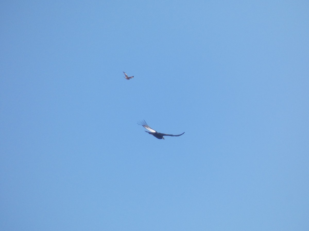 Andean Condor - Lancy Cheng