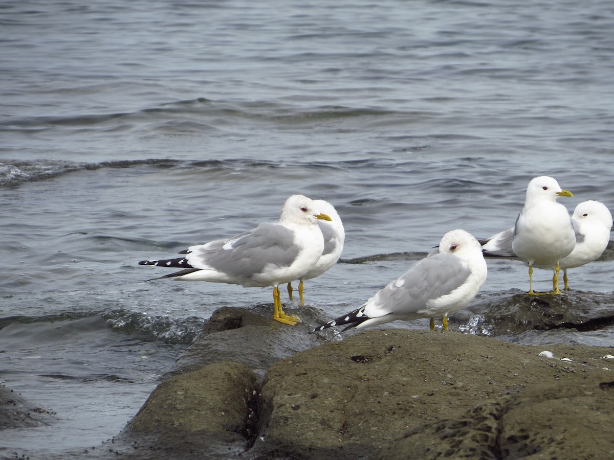 Short-billed Gull - ML557750471