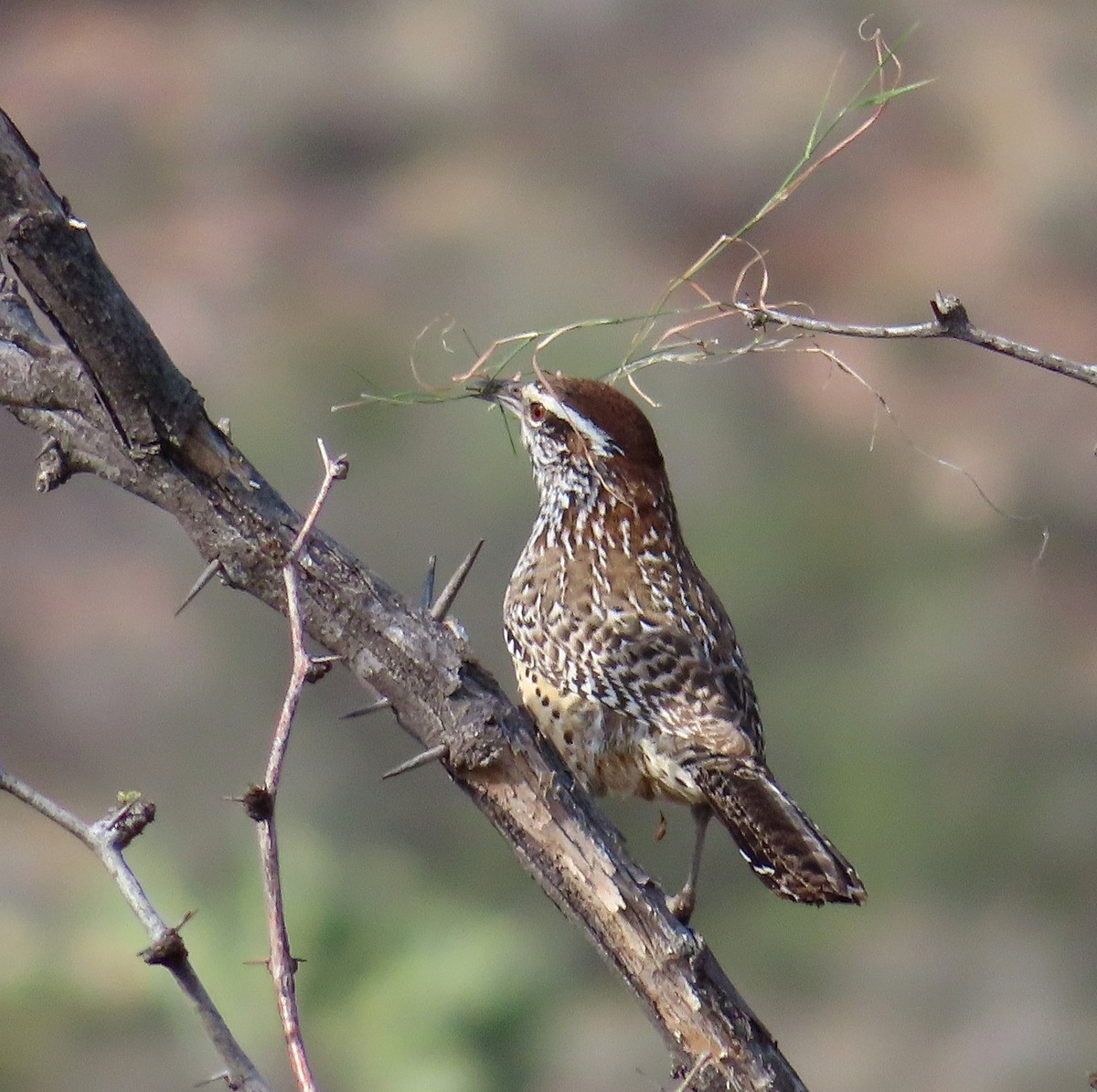 Cactus Wren - ML557750631