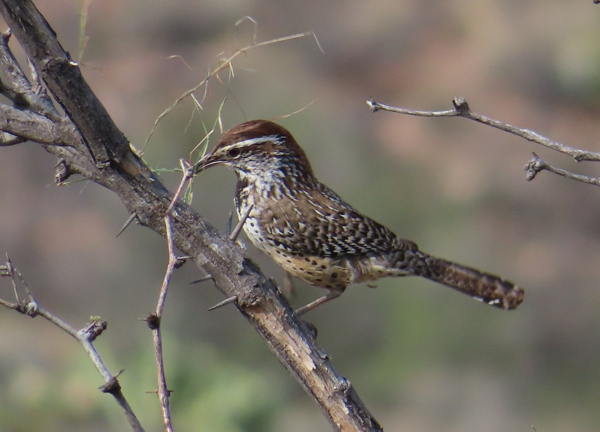 Cactus Wren - ML557750641