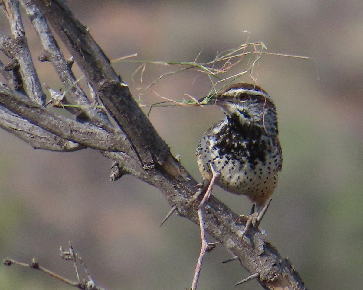 Cactus Wren - ML557750651