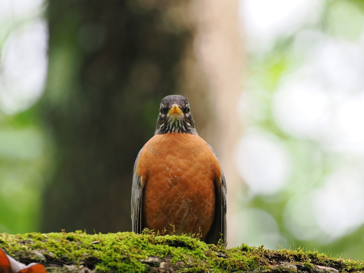 American Robin - ML557750951