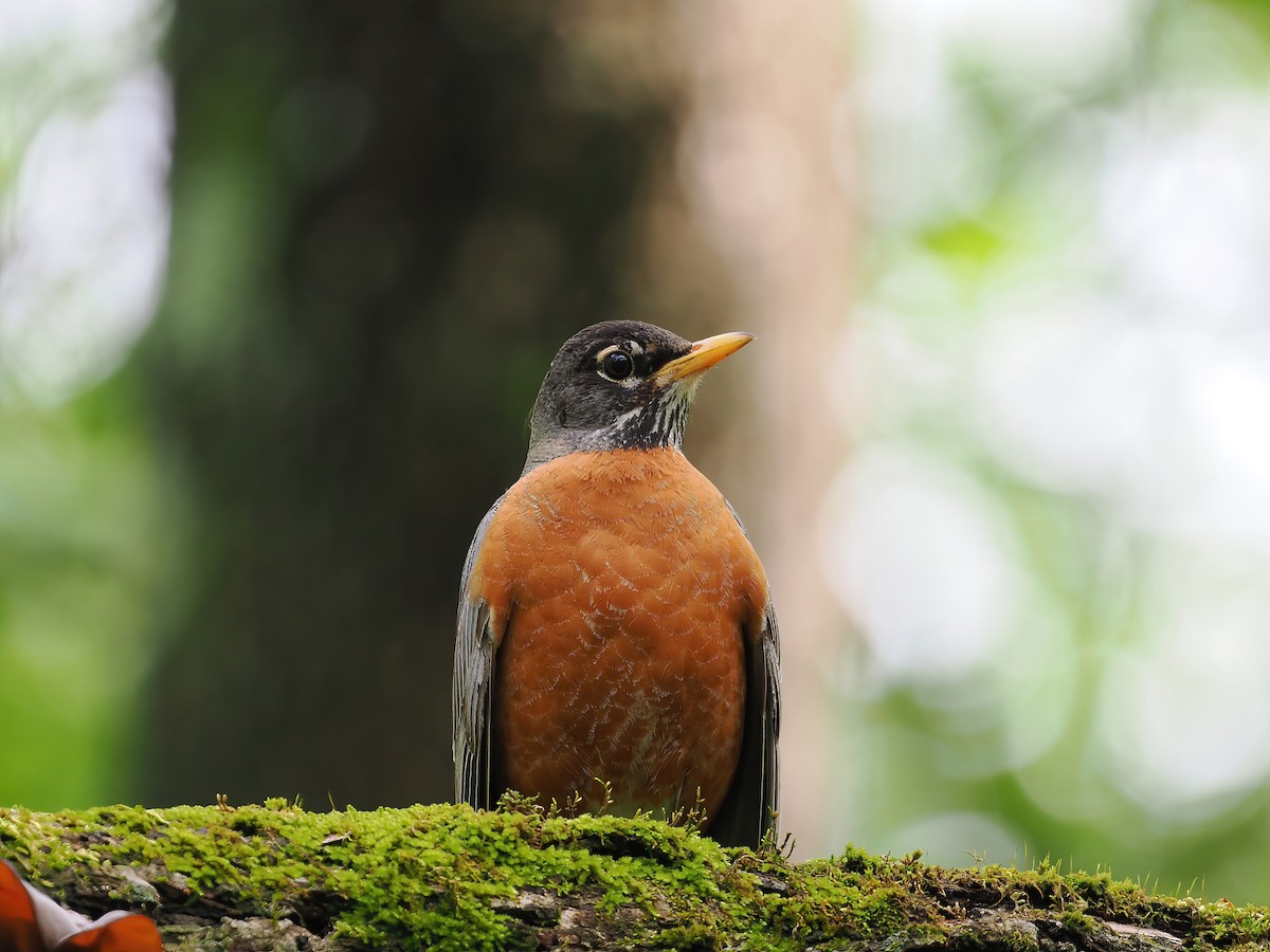 American Robin - ML557750961
