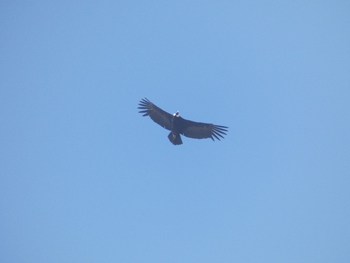 Andean Condor - Lancy Cheng