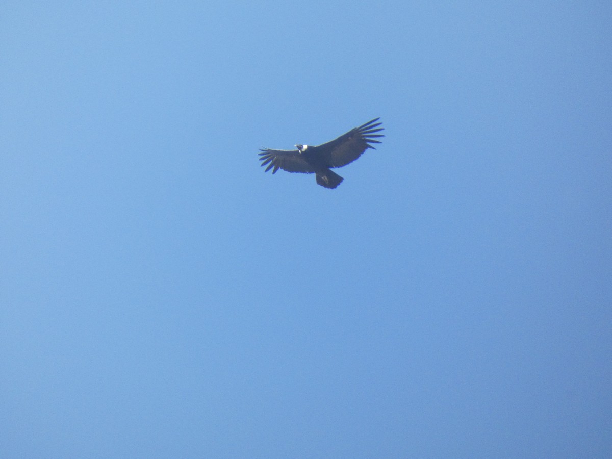 Condor des Andes - ML557751181