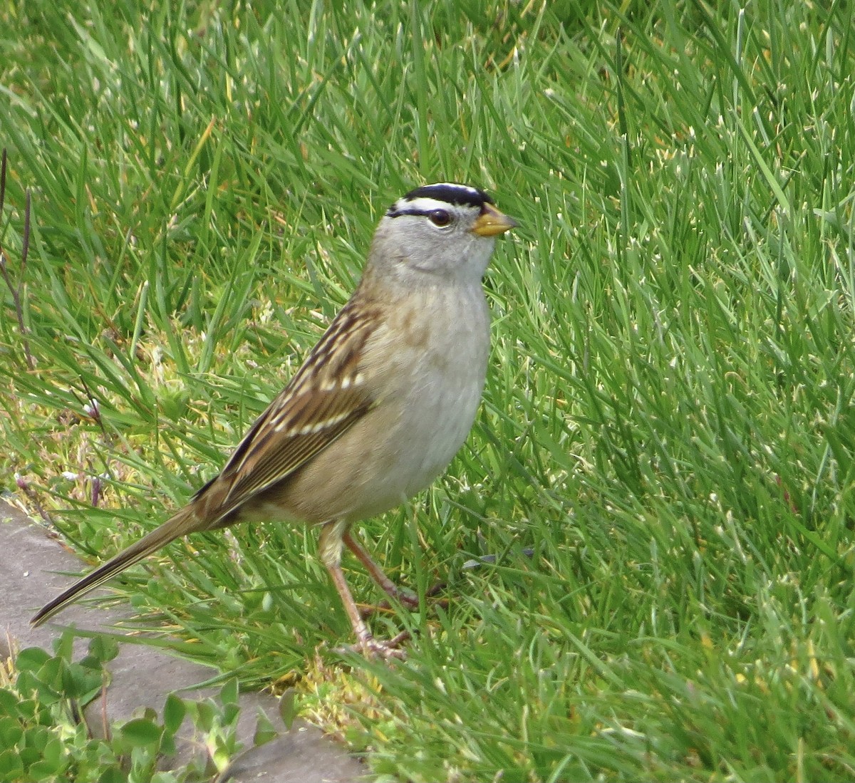 White-crowned Sparrow - ML557751381