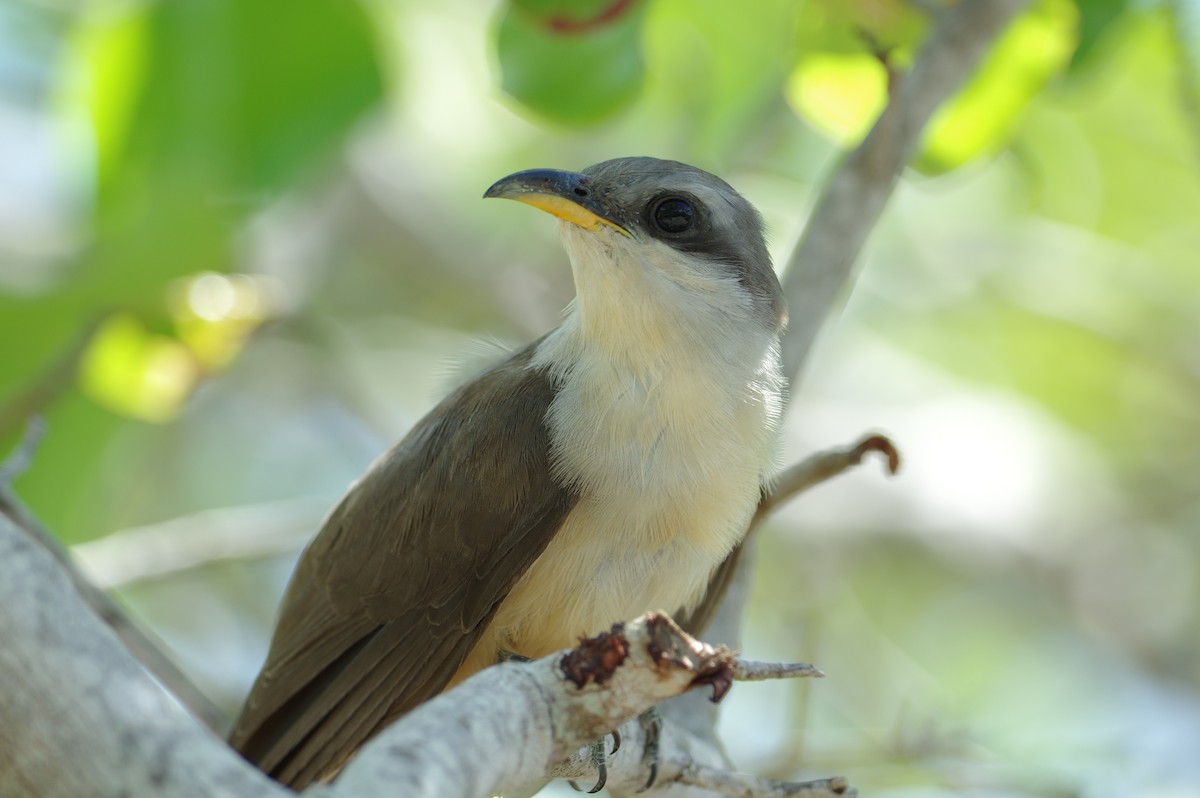 Mangrove Cuckoo - Alan Mayo