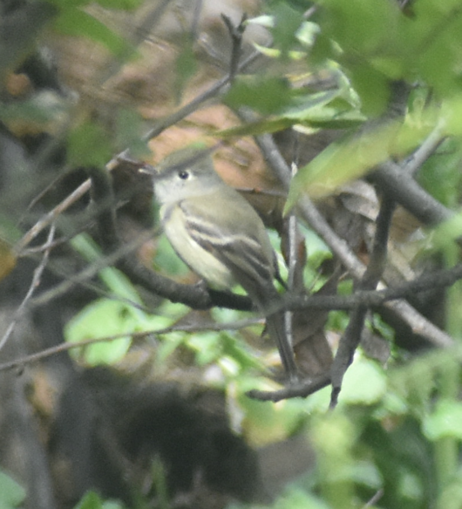 Hammond's Flycatcher - ML557752081