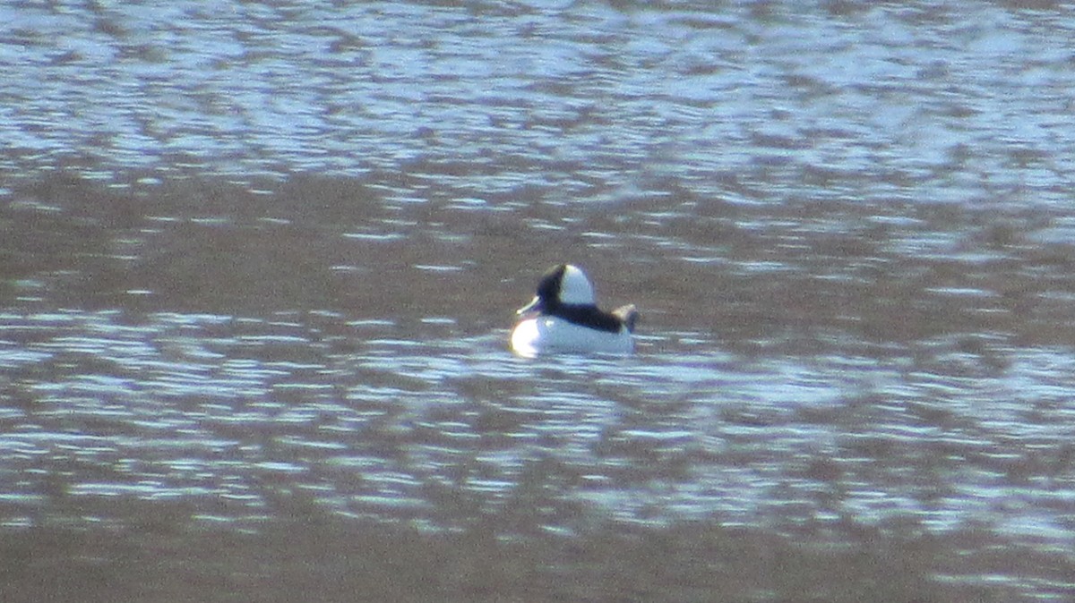 Bufflehead - ML557752771