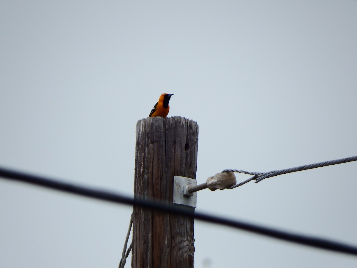 Hooded Oriole - ML557756401