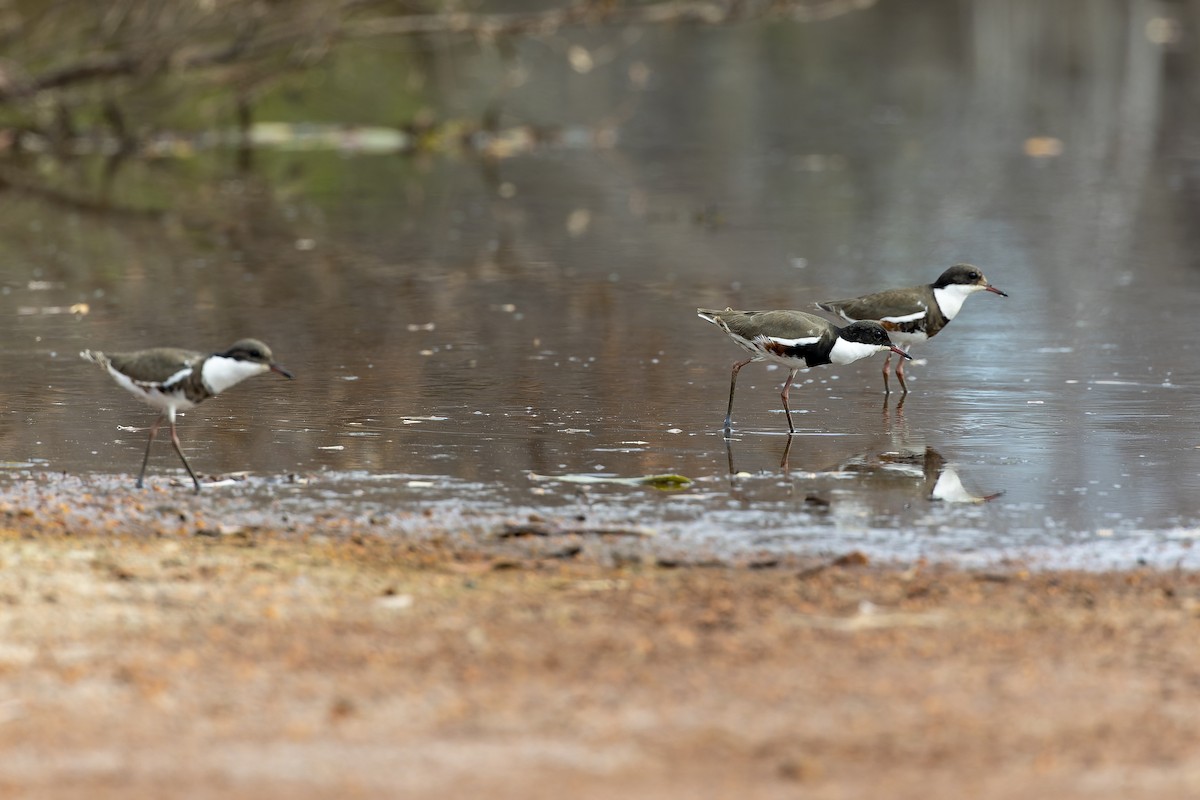 Red-kneed Dotterel - ML557758051