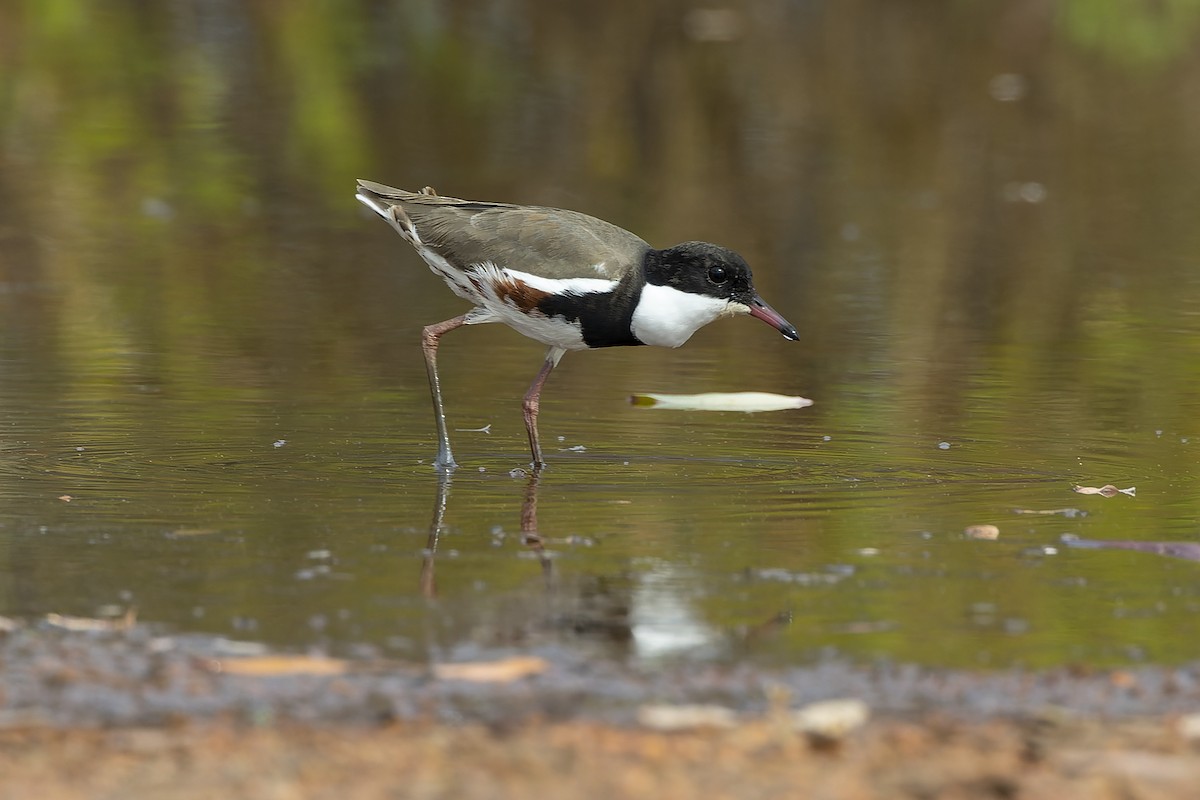 Red-kneed Dotterel - ML557758061