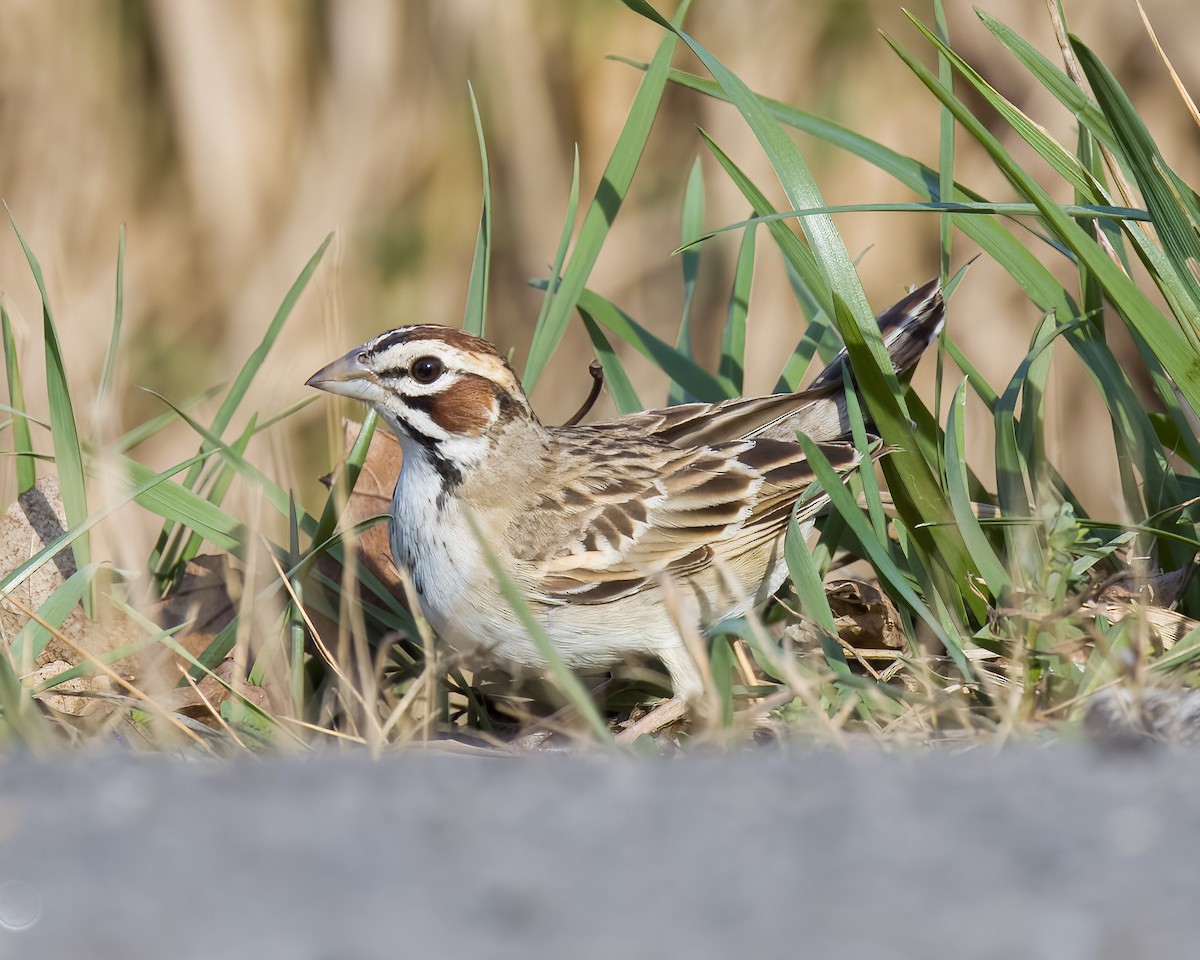 Bruant à joues marron - ML557759321