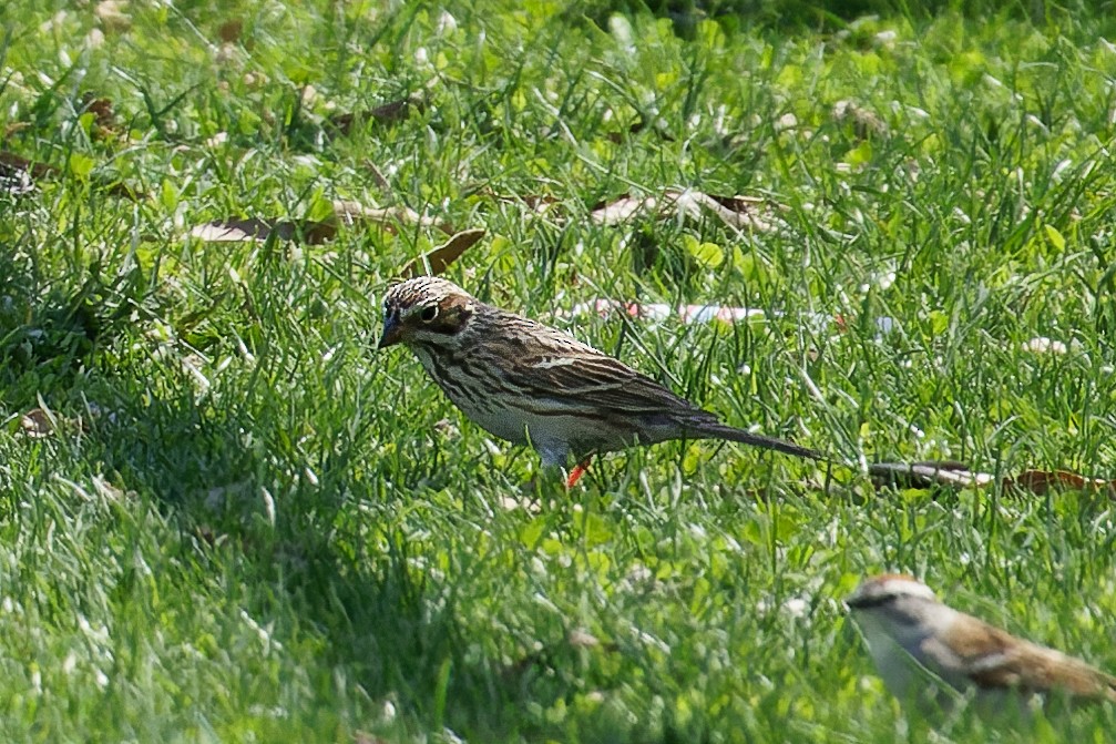 Vesper Sparrow - ML557759501