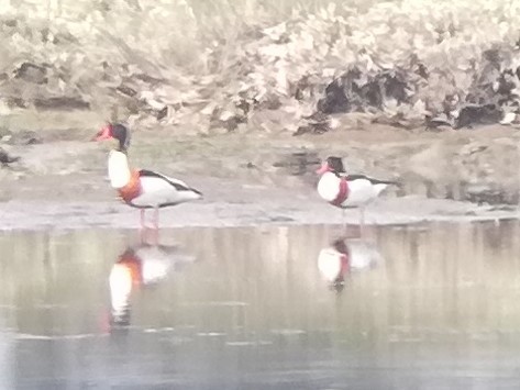 Common Shelduck - ML557760141