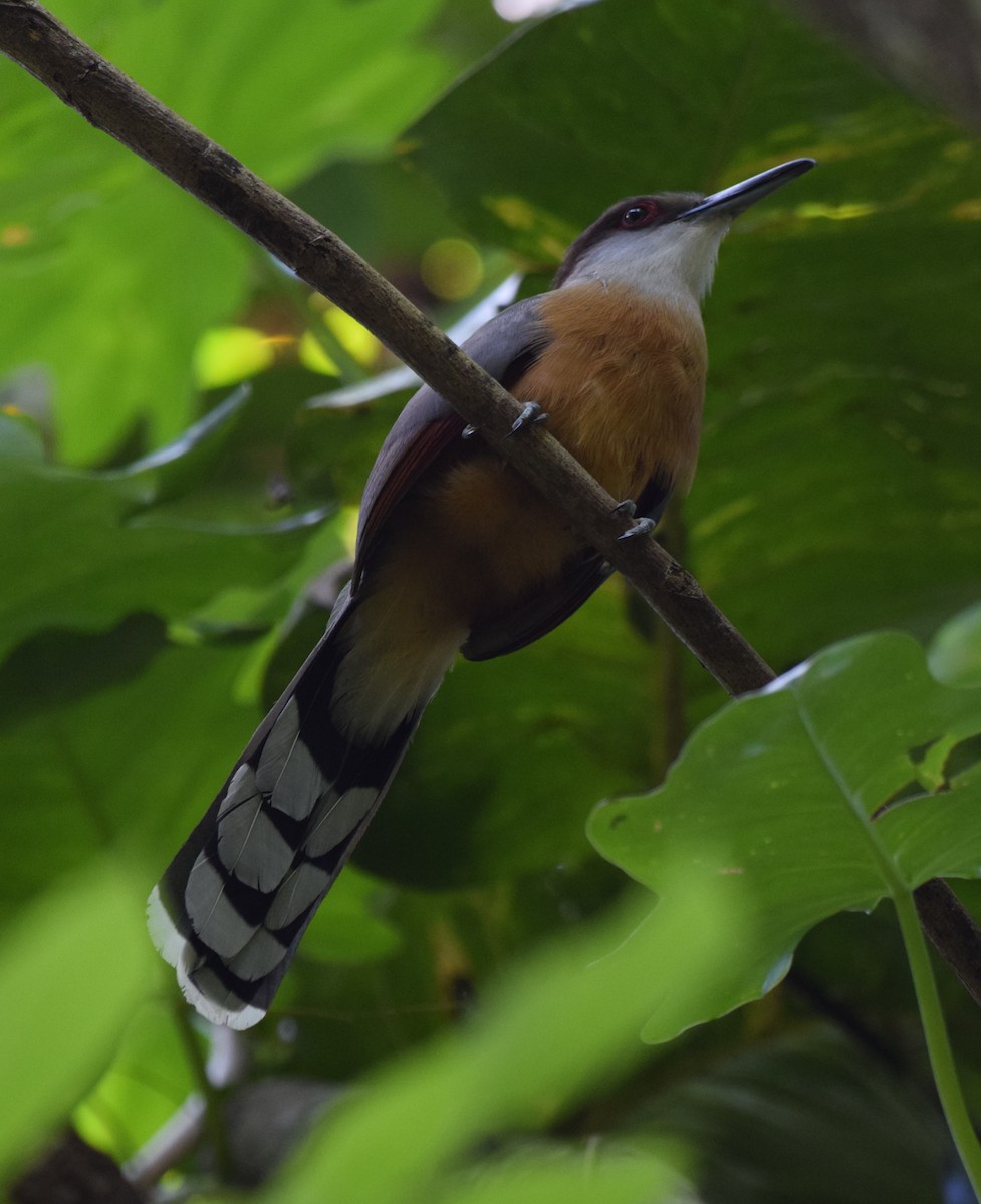 Jamaican Lizard-Cuckoo - ML557760461