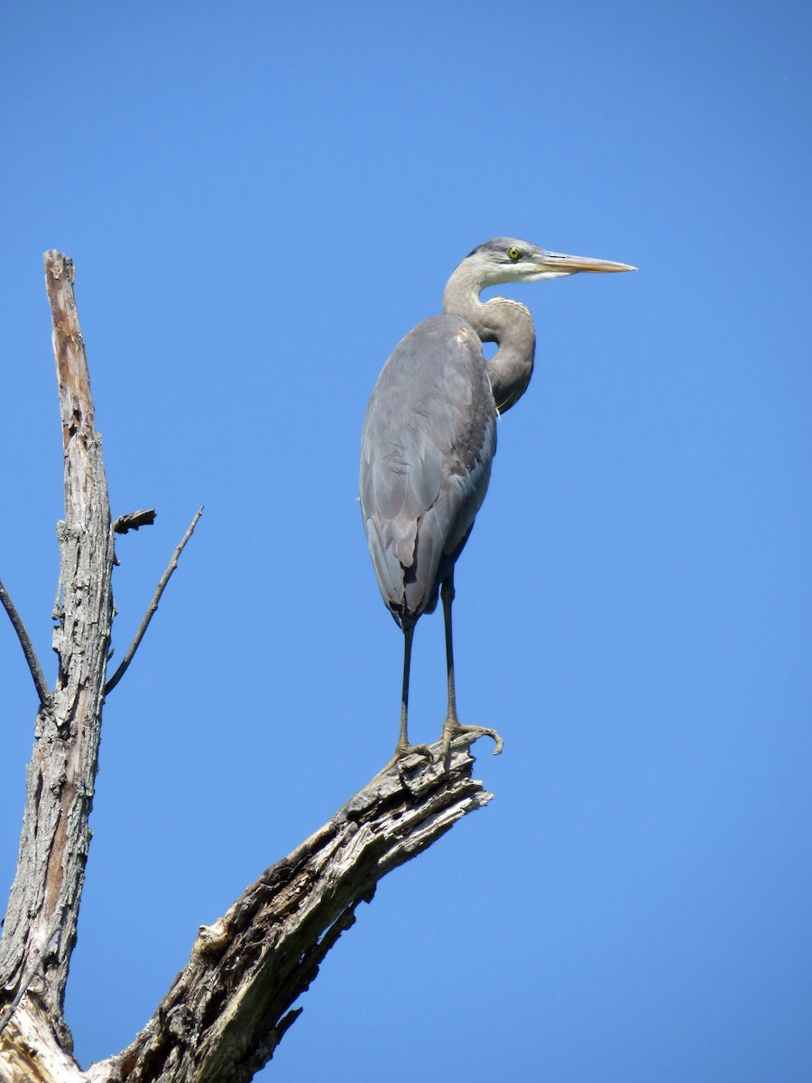 Great Blue Heron - ML55776111