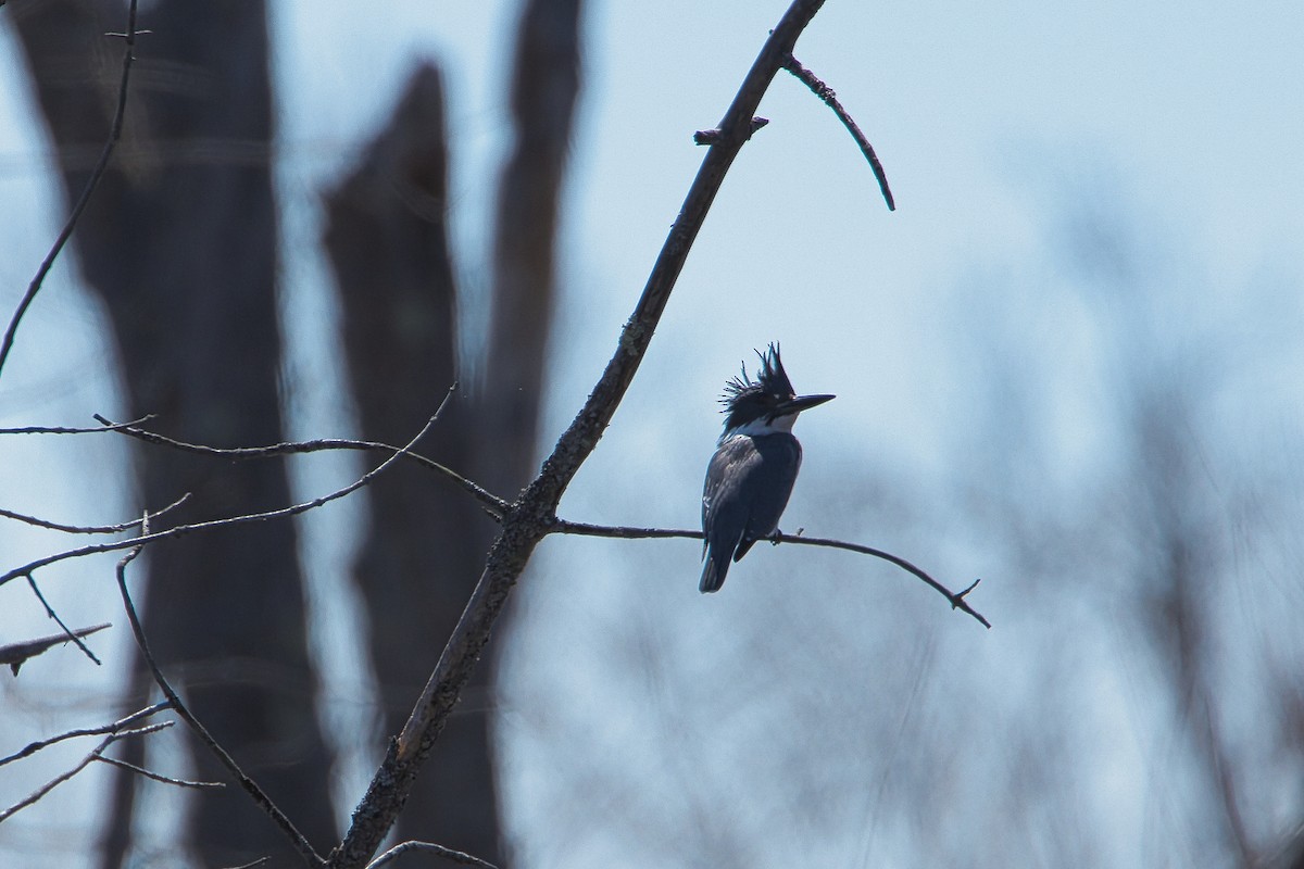 Belted Kingfisher - Lyse Clermont