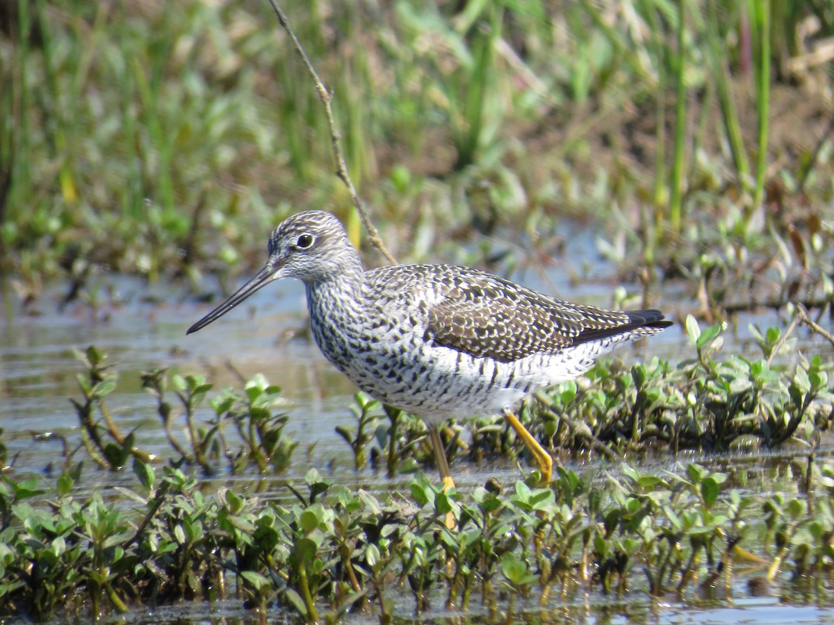 Greater Yellowlegs - ML55776221