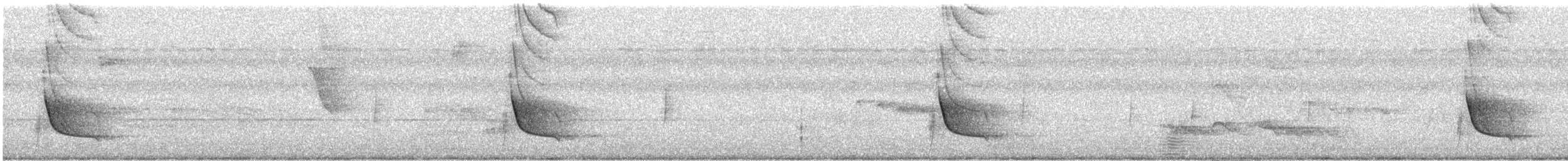 Çizgili Büyük Tiran [maculatus grubu] - ML557762411