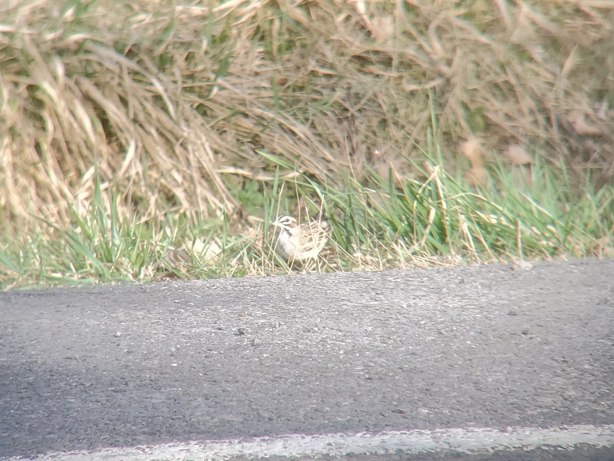 Lark Sparrow - ML557762561