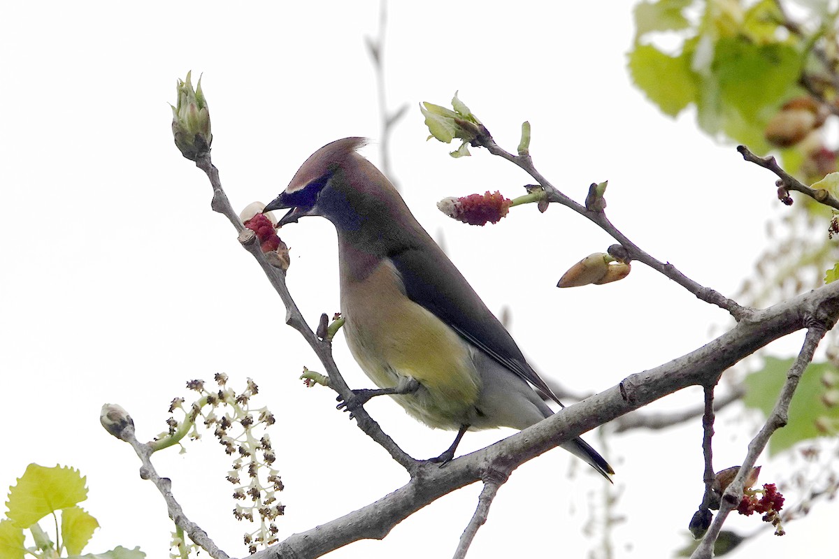 Cedar Waxwing - ML557764801