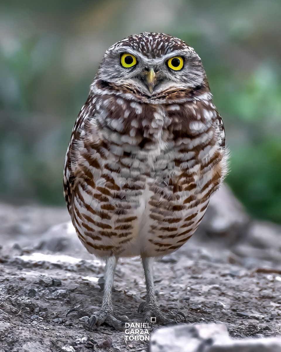 Burrowing Owl - ML557764971