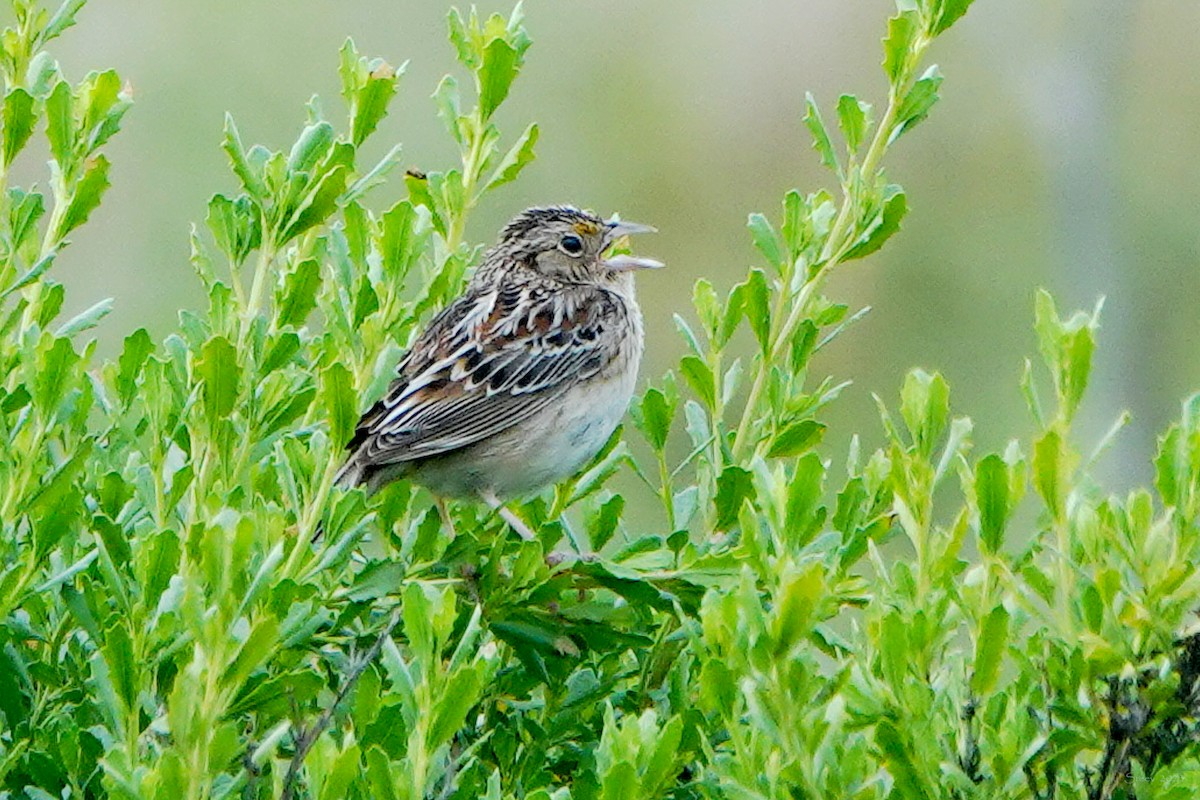 Grasshopper Sparrow - Steve Neely