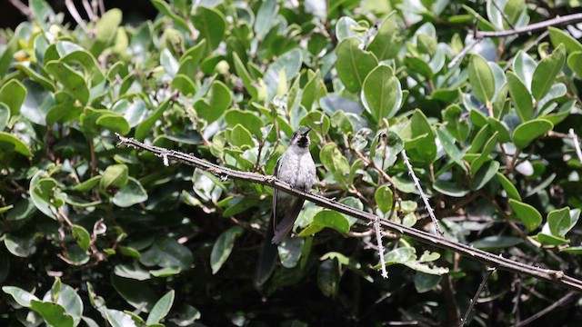 Colibrí Ventrigrís - ML557765861