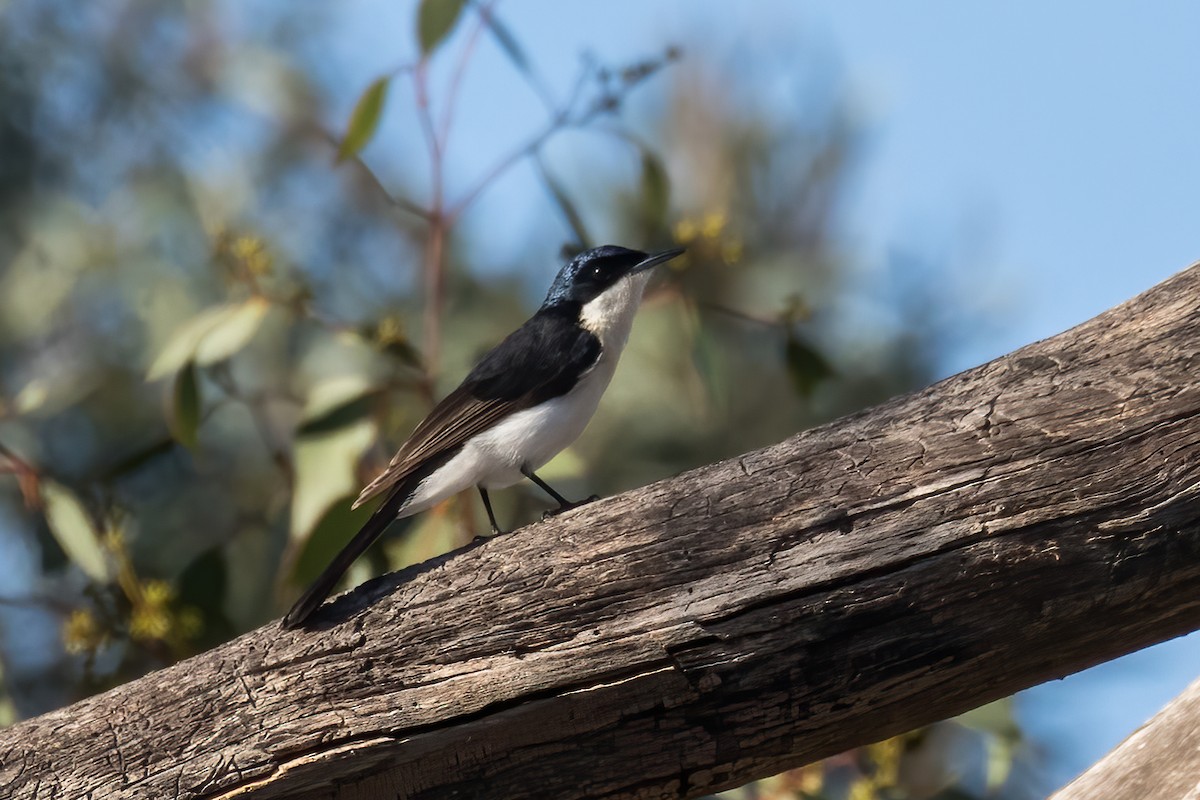 Restless Flycatcher - ML557765991