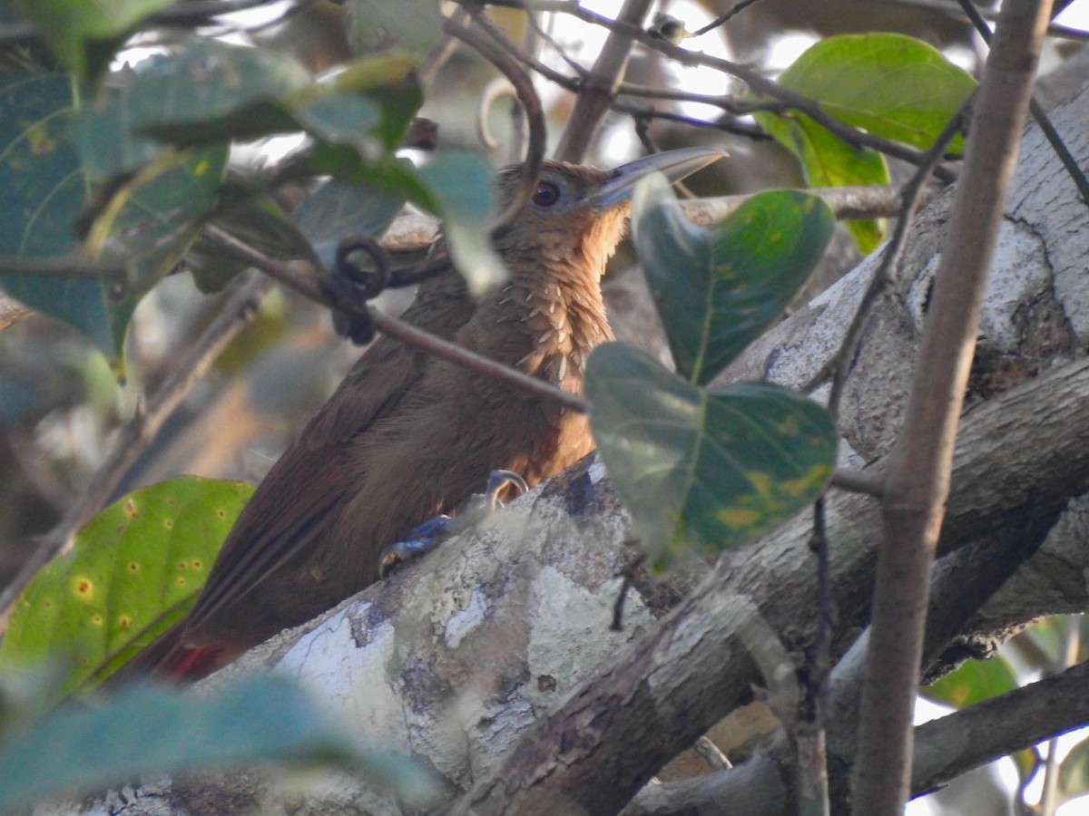 Cinnamon-throated Woodcreeper - ML557768181