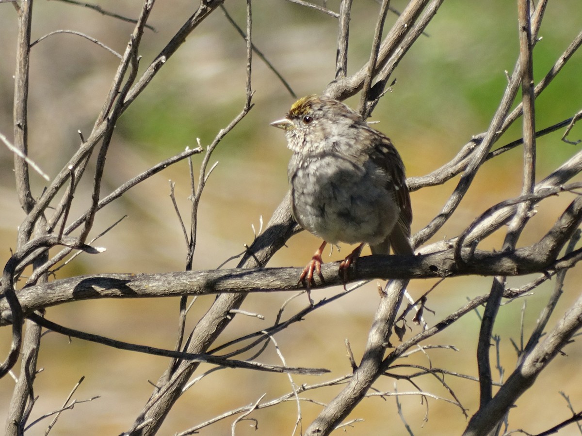 Golden-crowned Sparrow - Cara Barnhill