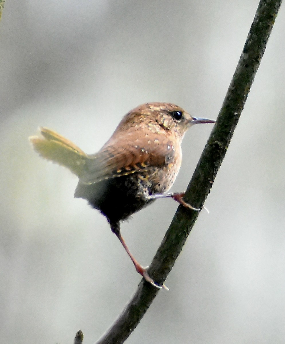 Winter Wren - ML557768471