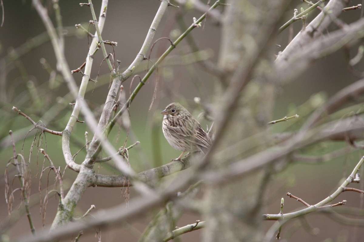 Vesper Sparrow - ML557768491