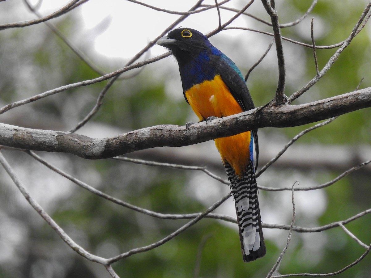 Amazonian Violaceous Trogon - Jhon Velasquez