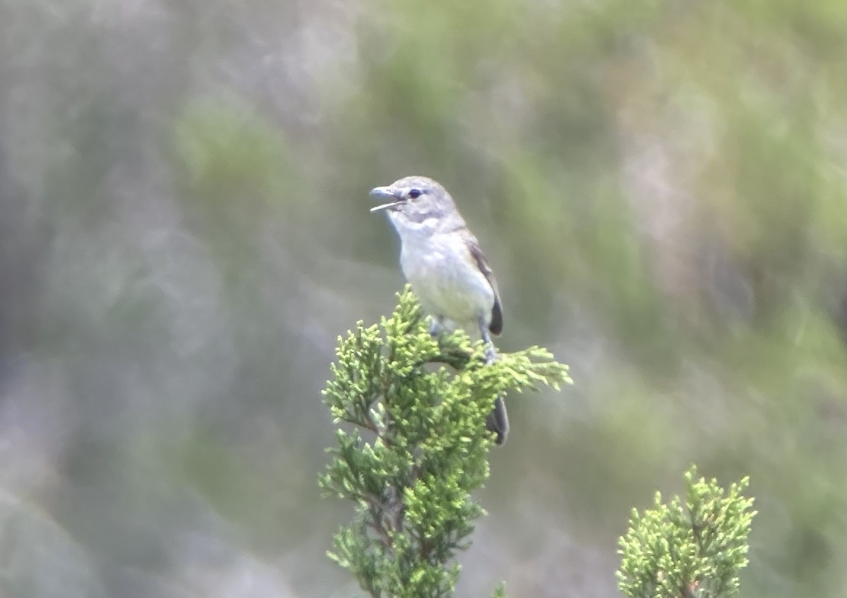 Gray Vireo - ML557769951