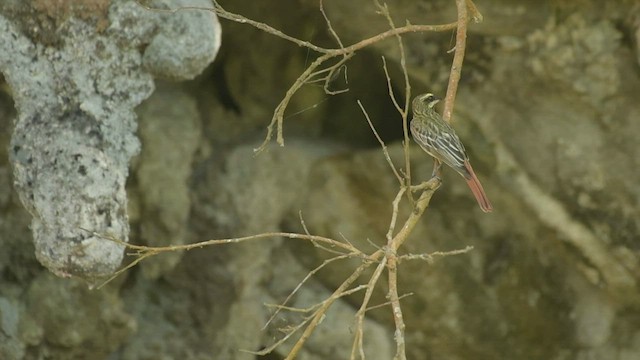 Streaked Flycatcher (Northern) - ML557772011