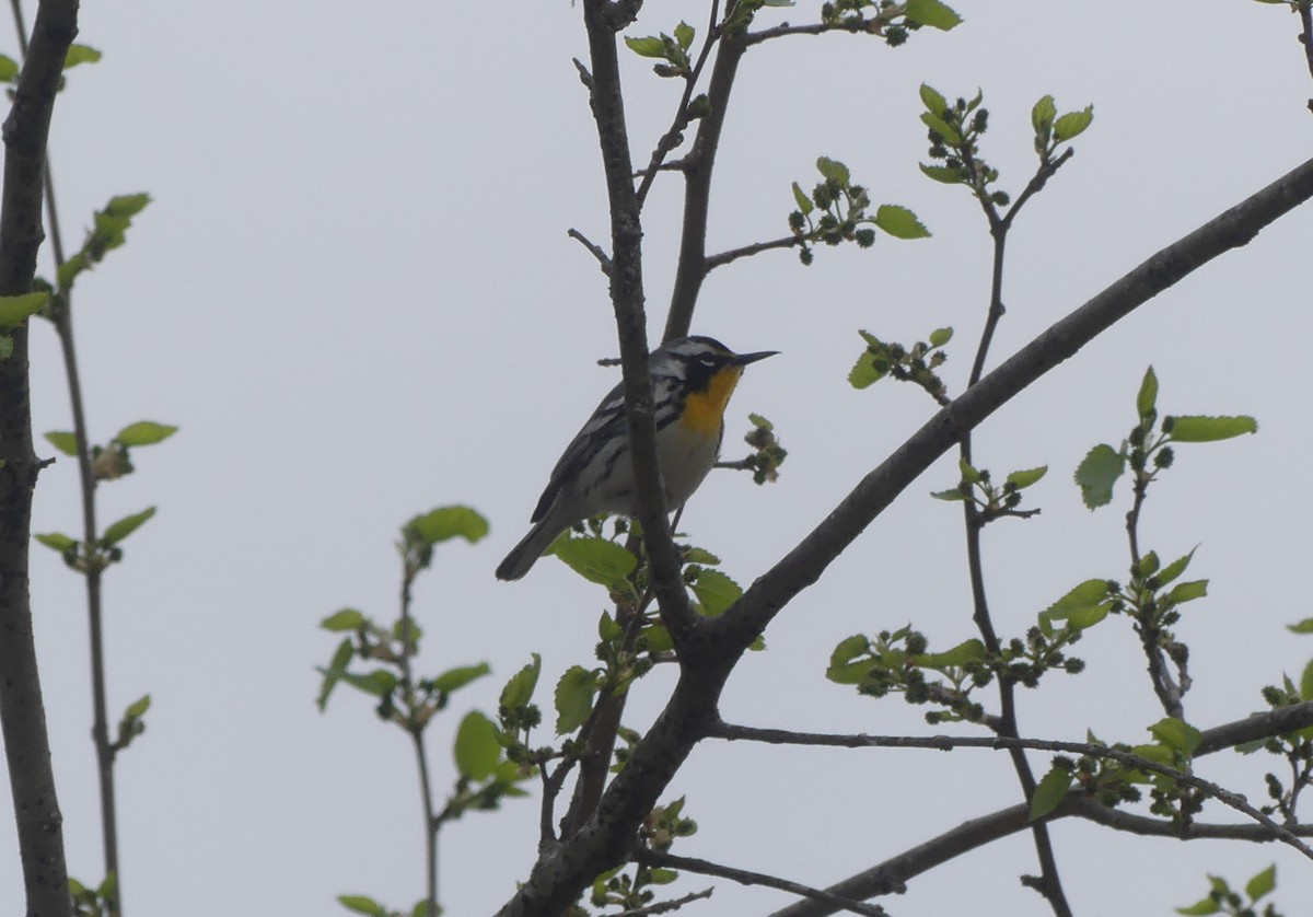 Yellow-throated Warbler - ML557772141
