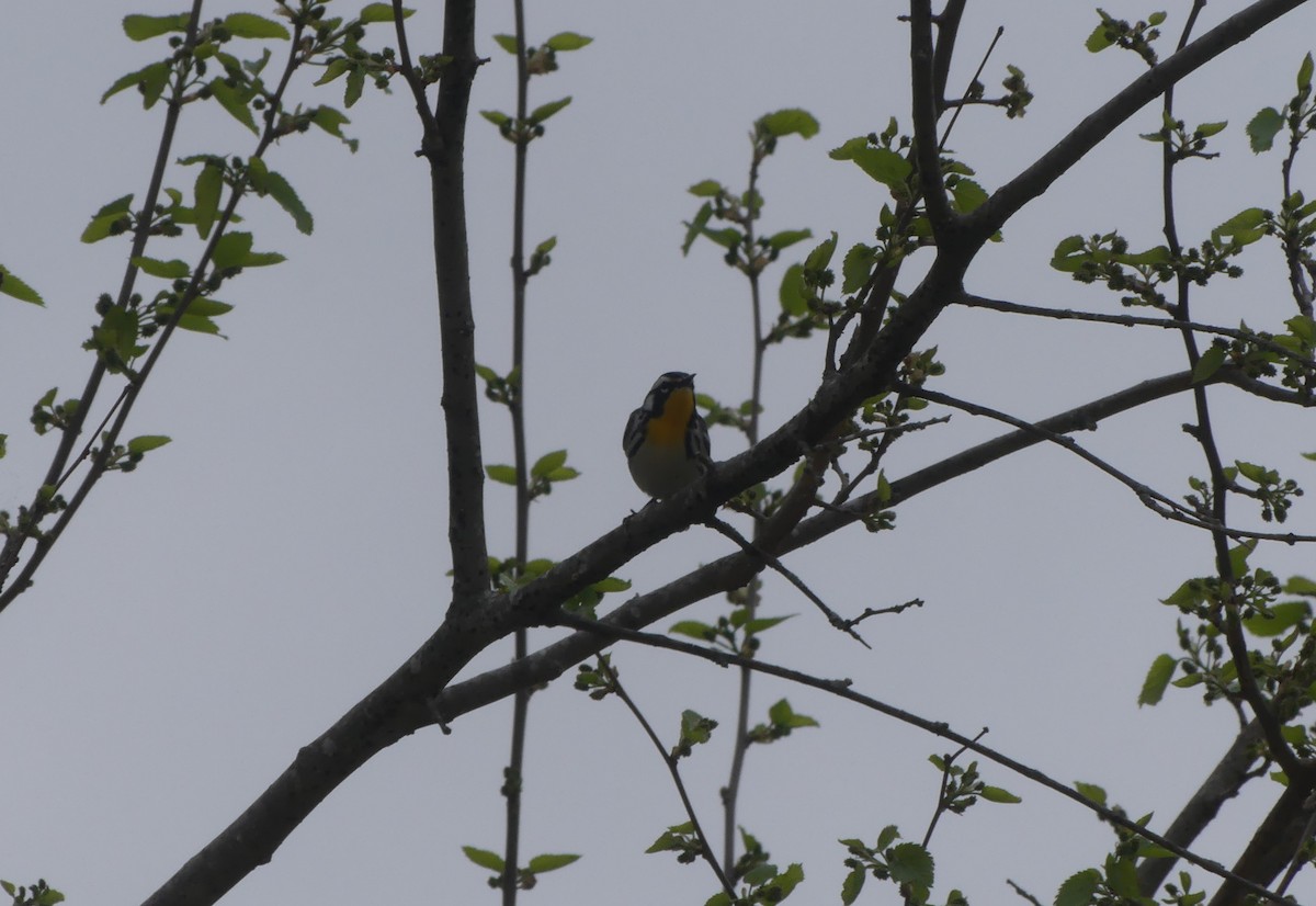 Yellow-throated Warbler - ML557772161