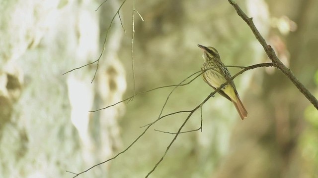 Bienteveo Rayado (grupo maculatus) - ML557772731