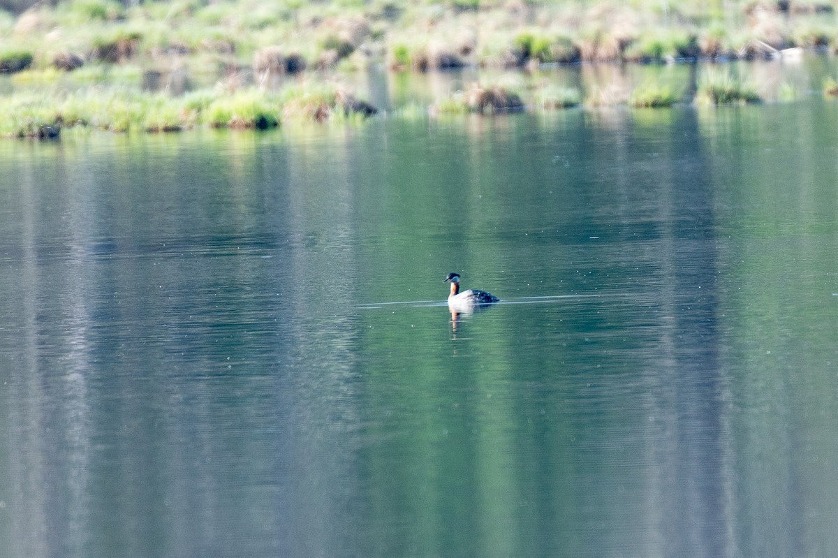 Red-necked Grebe - ML557773531