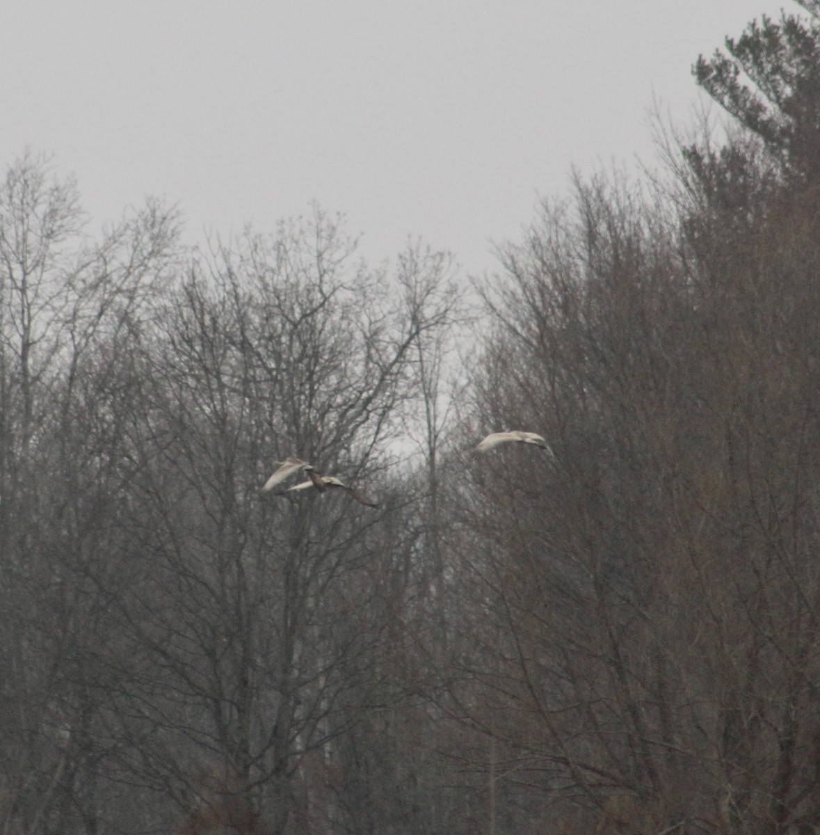 Sandhill Crane - Barbara Gee