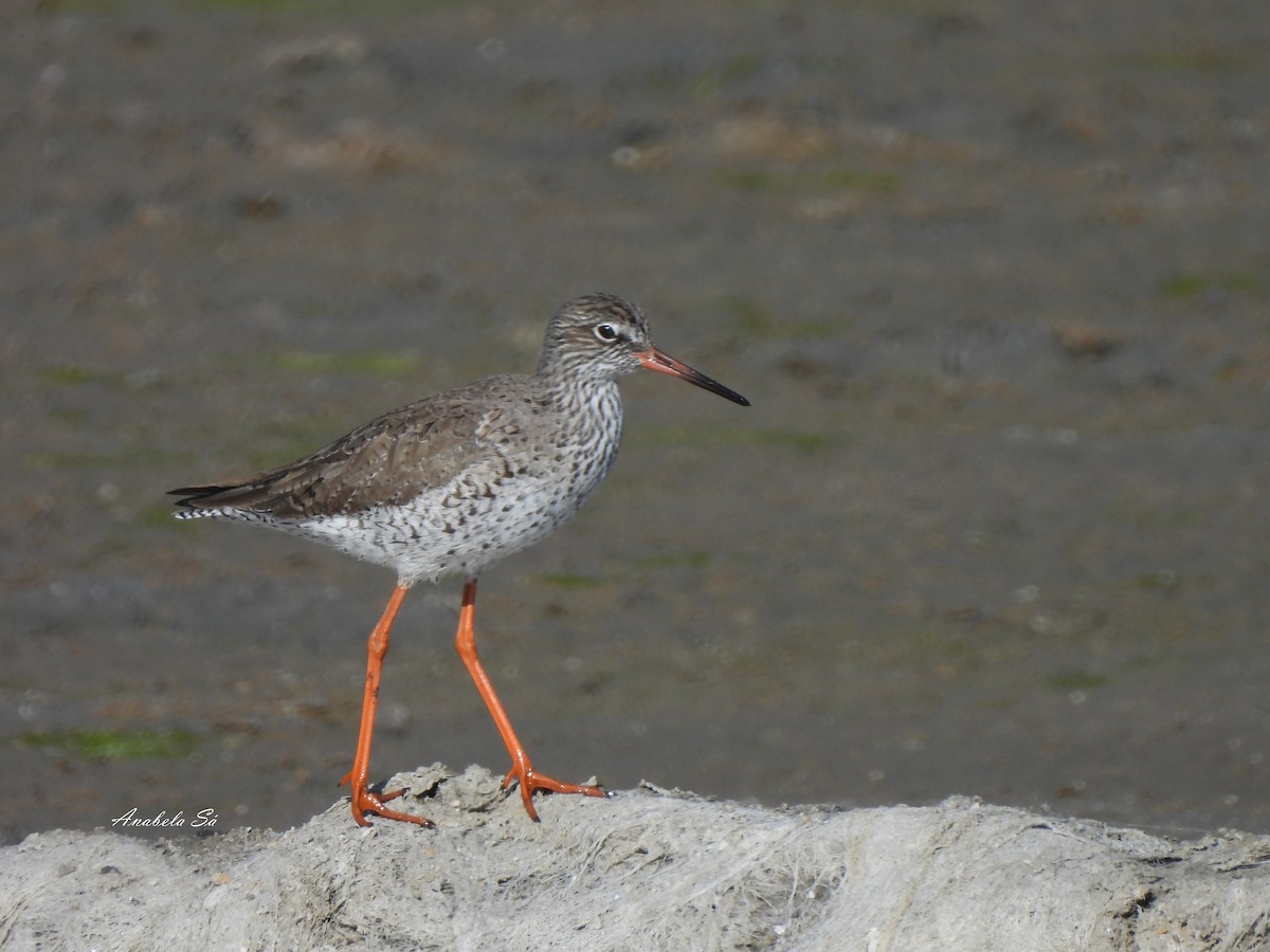 Common Redshank - Anabela Sá