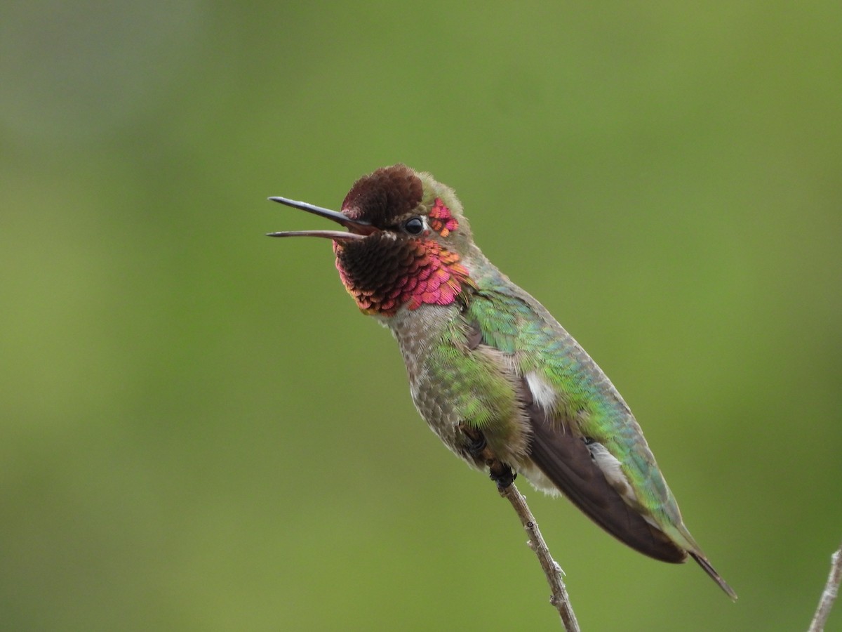 Anna's Hummingbird - ML557774301