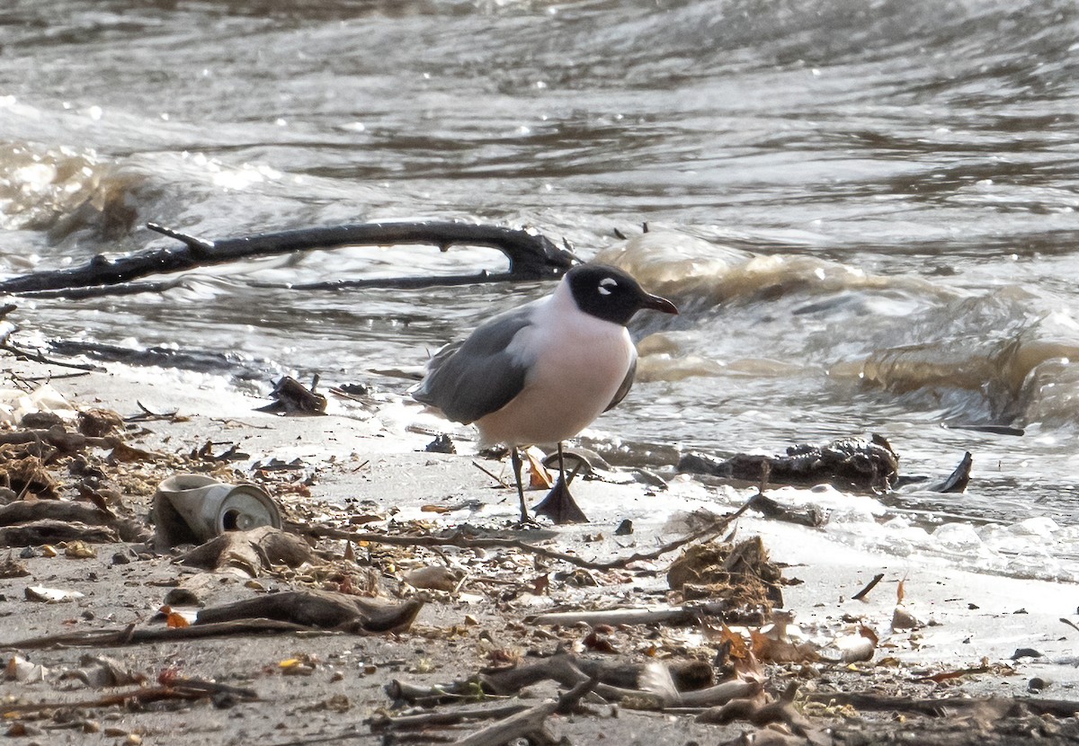 Franklin's Gull - ML557774631