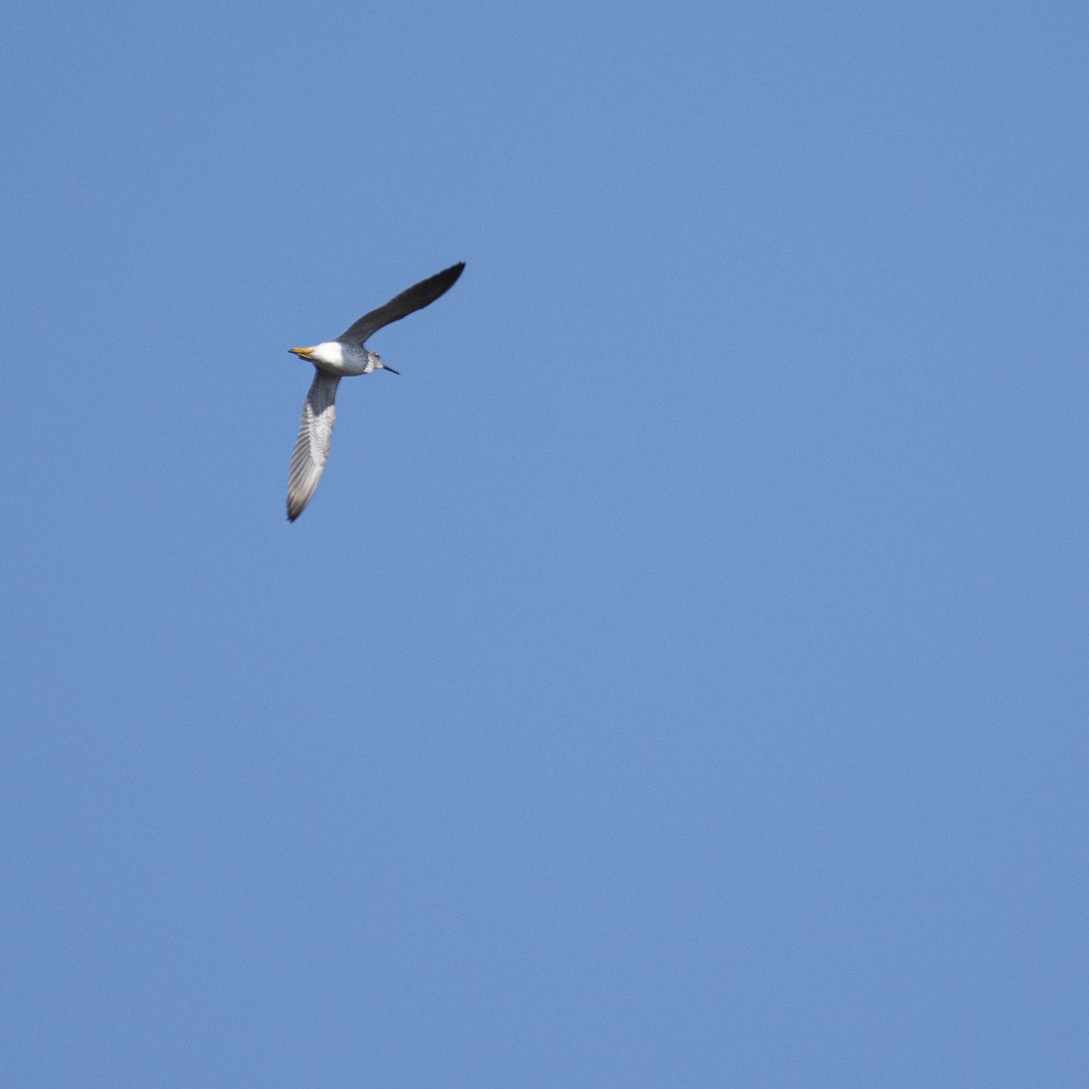 Greater Yellowlegs - ML557775081