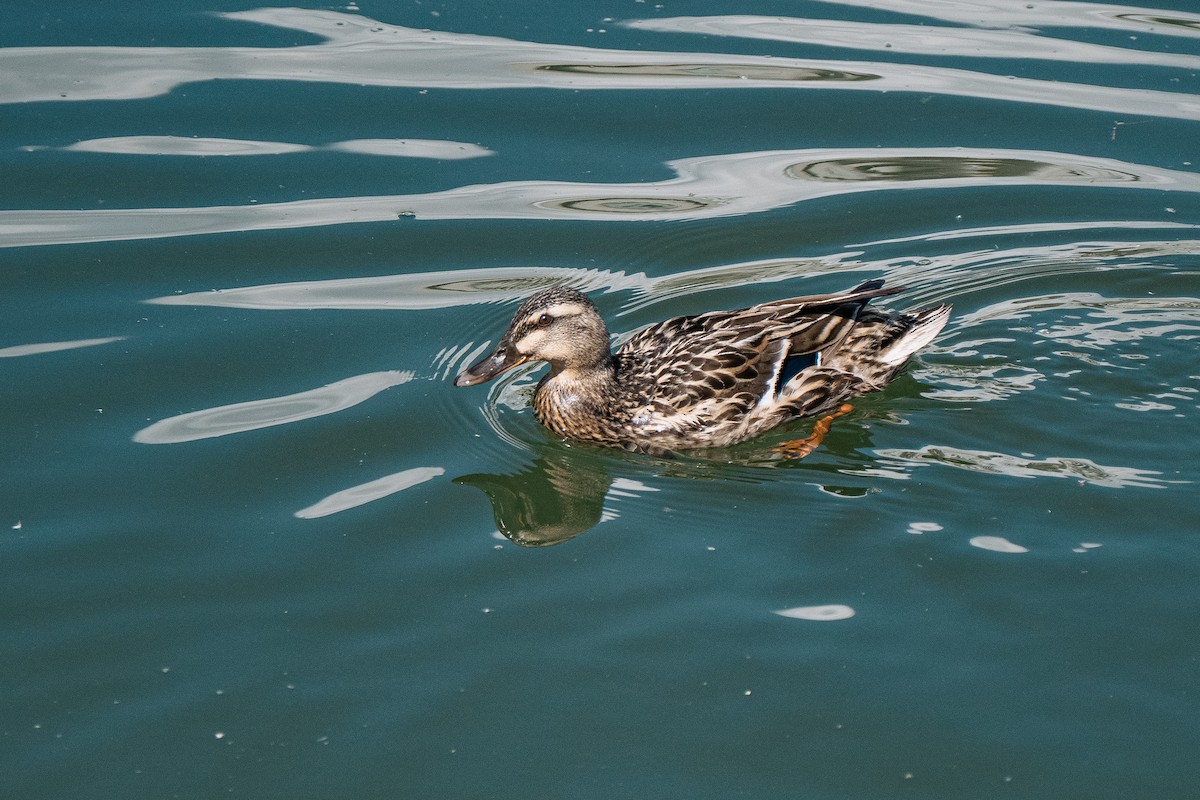 Mallard - Bruno Peixoto