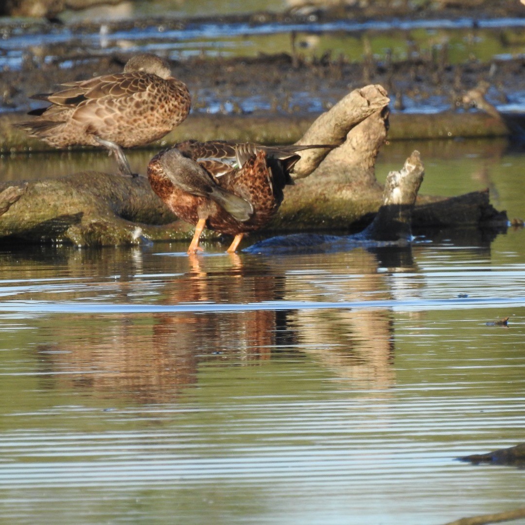 Australasian Shoveler - ML557776831