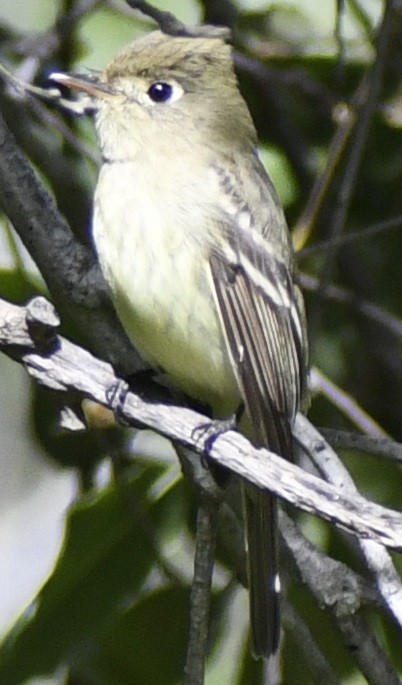Western Flycatcher (Pacific-slope) - ML557777591