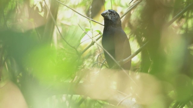 Blue-black Grosbeak - ML557778131